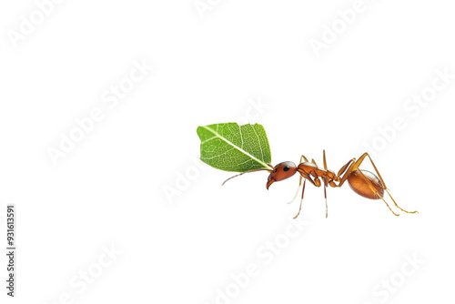 Leafcutter Ant Carrying Leaf - Isolated on White Transparent Background, PNG
 photo