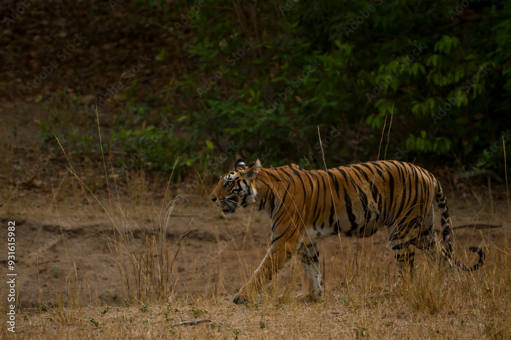 Fototapeta premium tigress in the wild