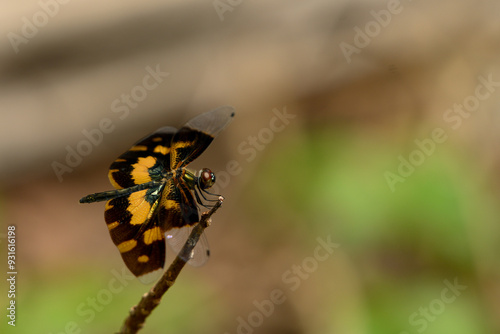 butterfly on a leaf