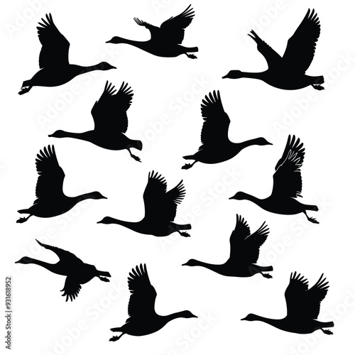 Silhouette of multiple geese in flight against a white background.