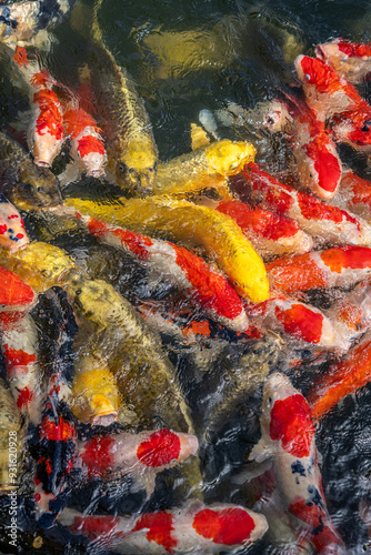 School of Colorful Koi photo