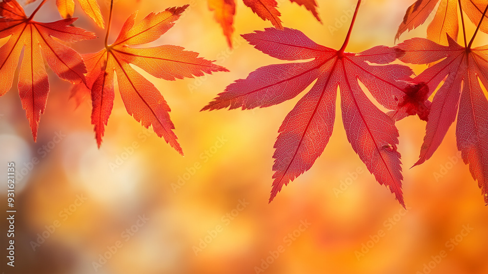 秋の彩りに包まれた日本の紅葉 秋の彩りに包まれた日本の紅葉