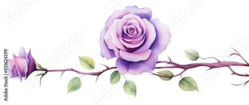 PNG Blossom flower plant rose.