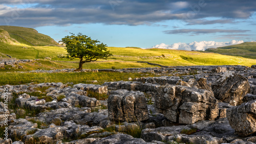 A lone tree in a limestone scar