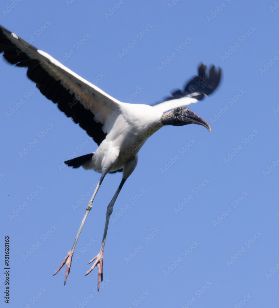 Obraz premium Wood Stork with wings spread