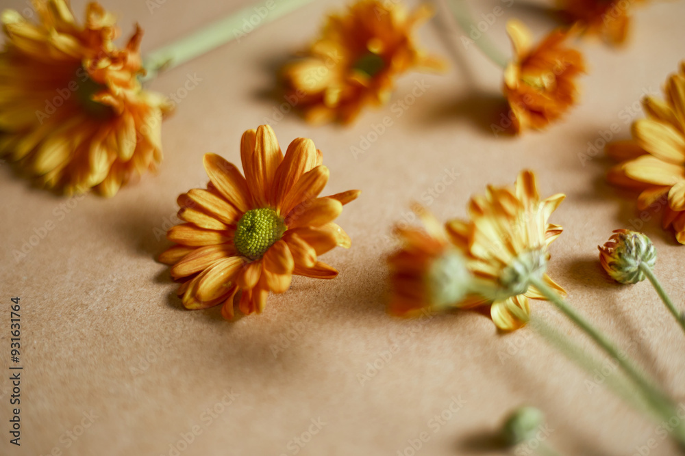 Close up Orange chrysanthemum flowers Close up Orange chrysanthemum flowers