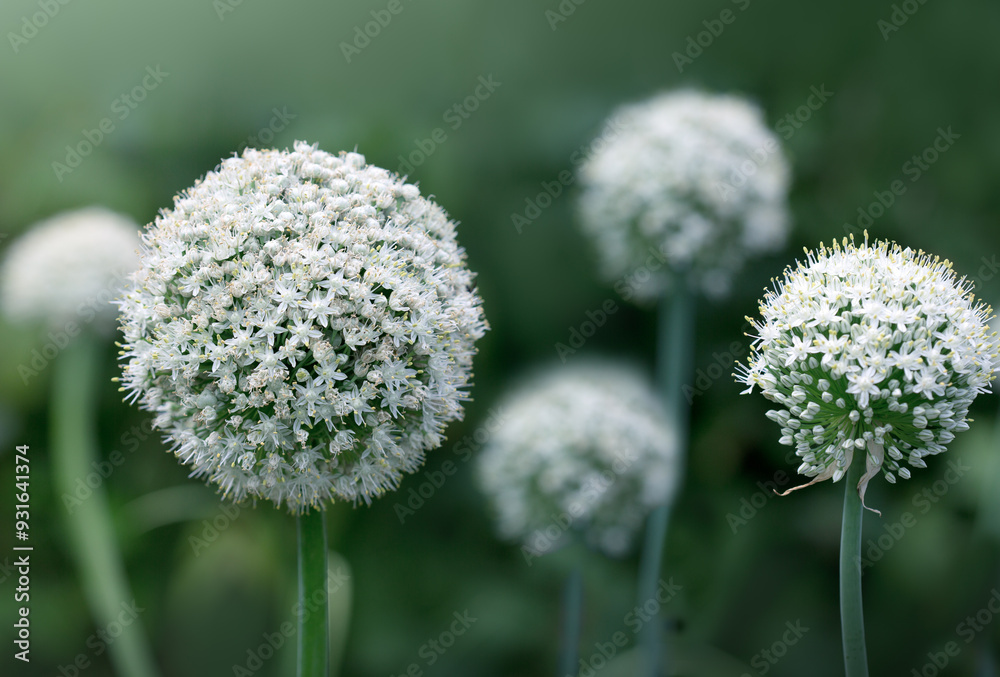 White onion blossoms against a green background. White onion blossoms against a green background.