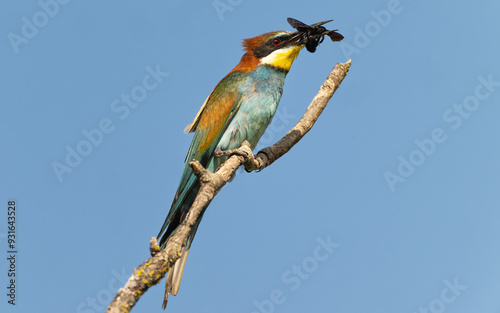 Bienenfresser (Merops apiaster) photo