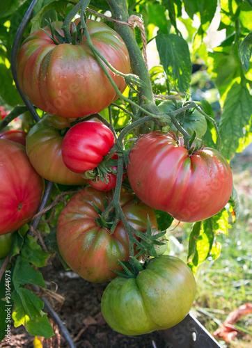 Obraz na plátně Large ripe and juicy beefsteak tomatoes in the home garden .