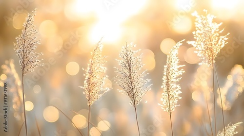 Sunlit grass silhouettes, golden hour photography, soft bokeh background, warm light rays, dreamy atmosphere, ethereal nature scene, backlit foxtail grass, pastel color palette.