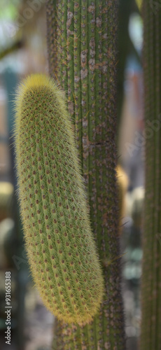 Beautiful close-up of weberbauerocereus winterianus photo