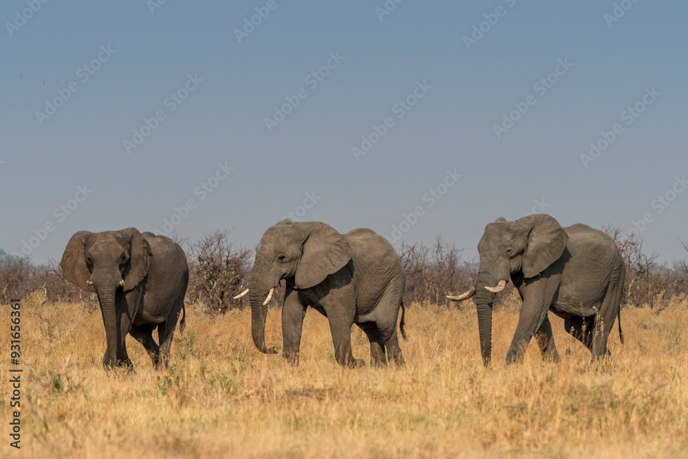 Fototapeta premium Eléphants 