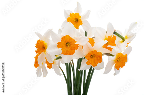 Wallpaper Mural bouquet of daffodils isolated Torontodigital.ca