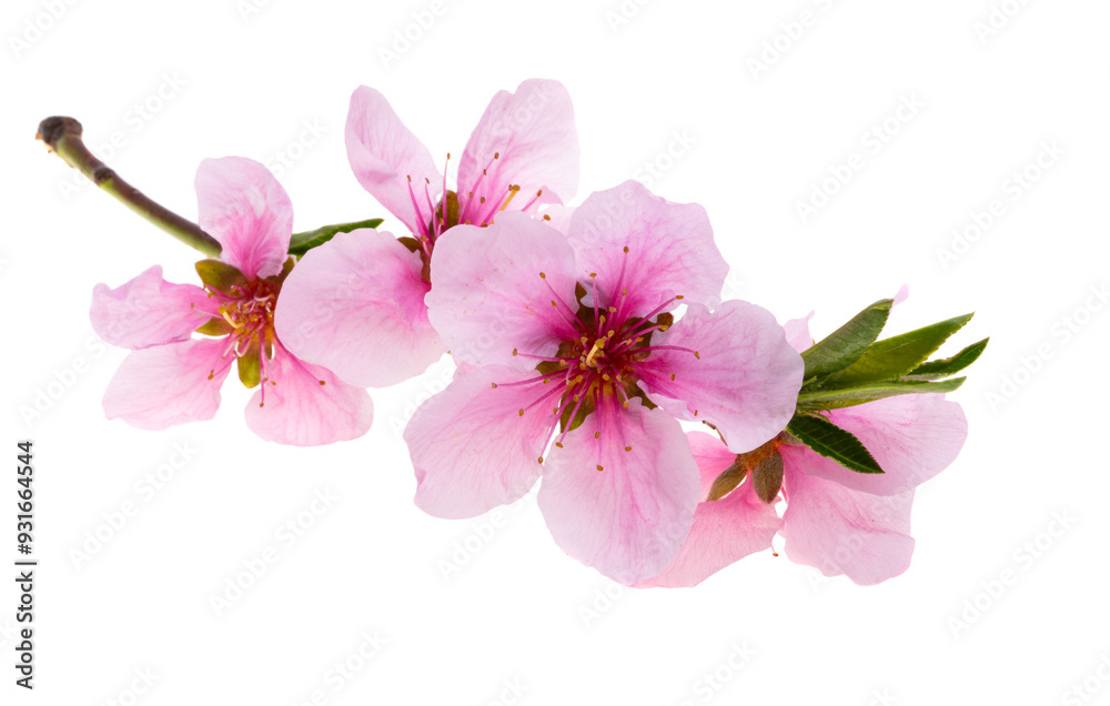 sakura flowers isolated sakura flowers isolated