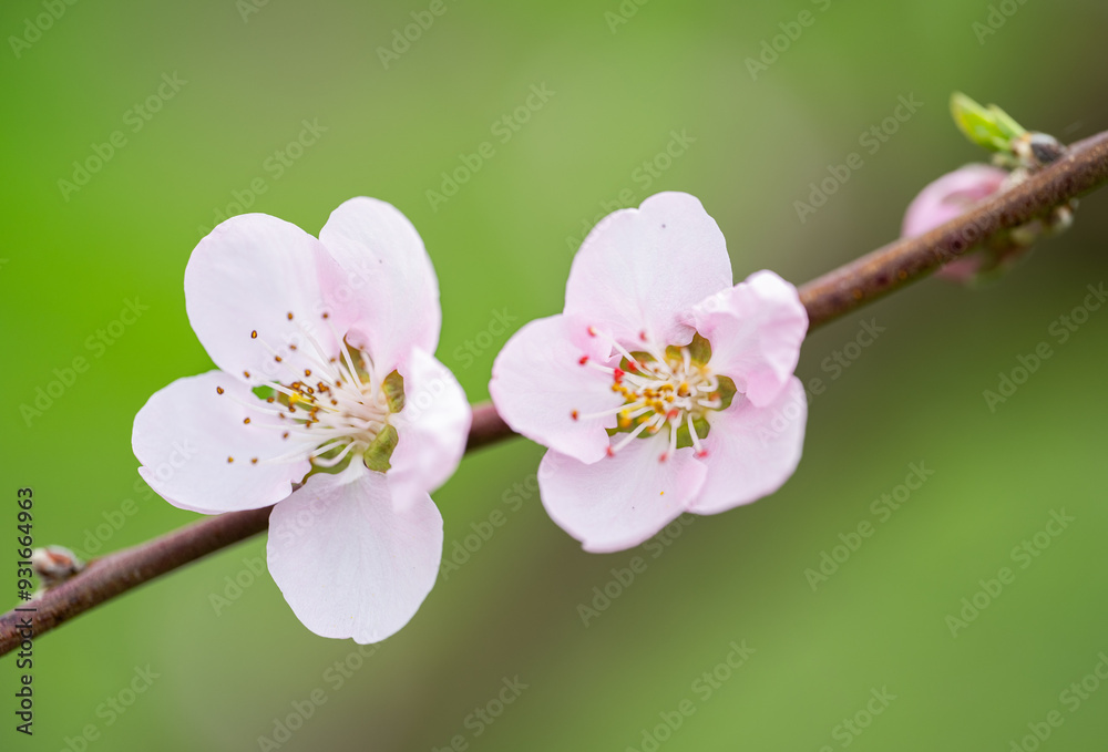 Obraz premium cherry blossom branch