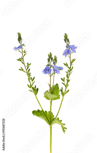 veronica flowers isolated