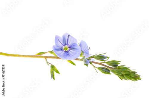 veronica flowers isolated