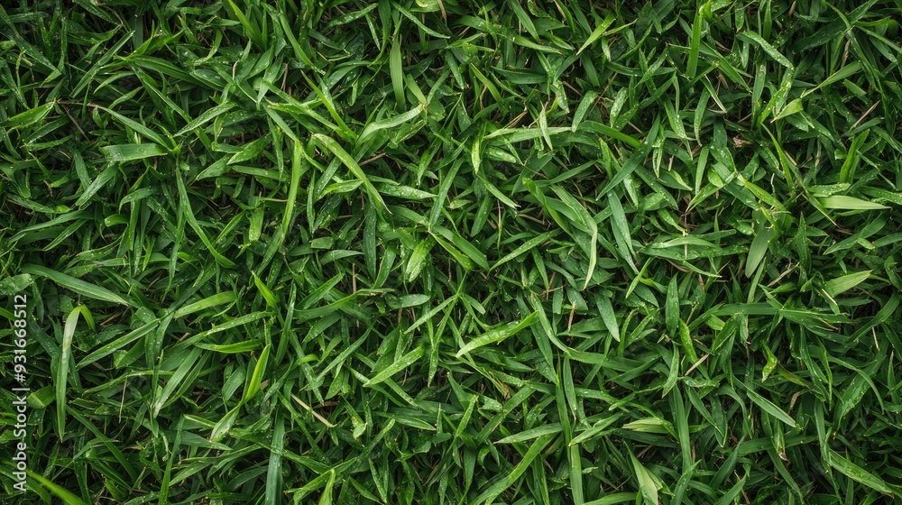 A fresh green grass texture captured up close, perfect for natural backgrounds with ample copy space A fresh green grass texture captured up close, perfect for natural backgrounds with ample copy space