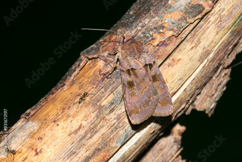 Schwarzes C (Xestia c-nigrum) an einem Baumstamm photo