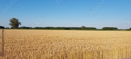 Złote łany zboża na wiejskim polu