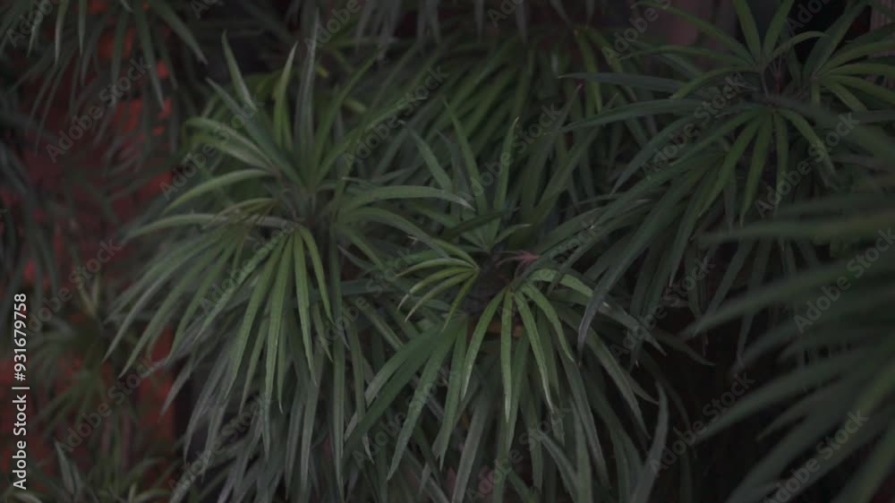 green palm tree green palm tree