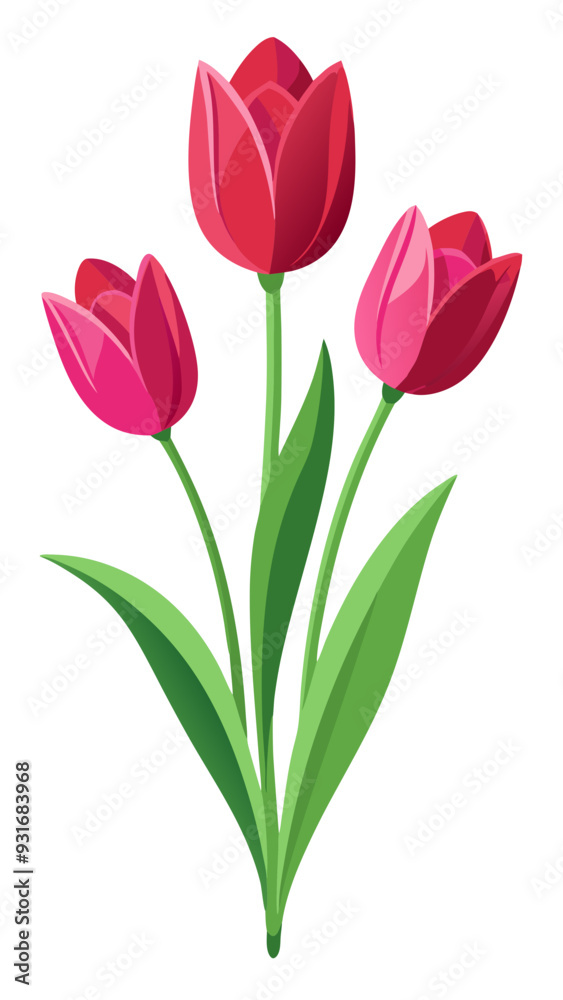 tulips isolated on white tulips isolated on white