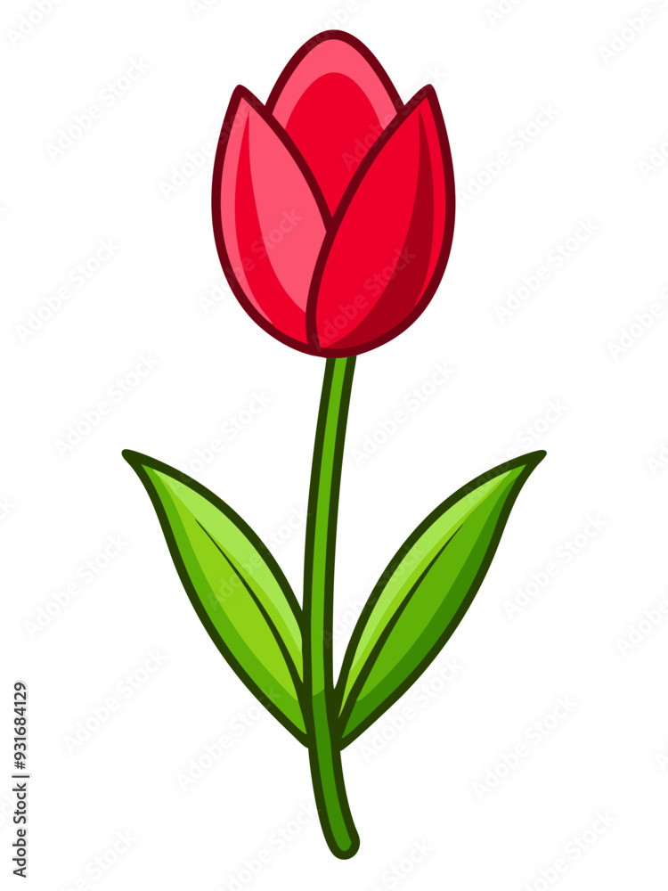 red tulip isolated on white