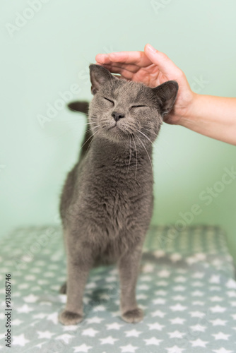 Graue Hauskatze genießt es gestreichelt zu werden photo