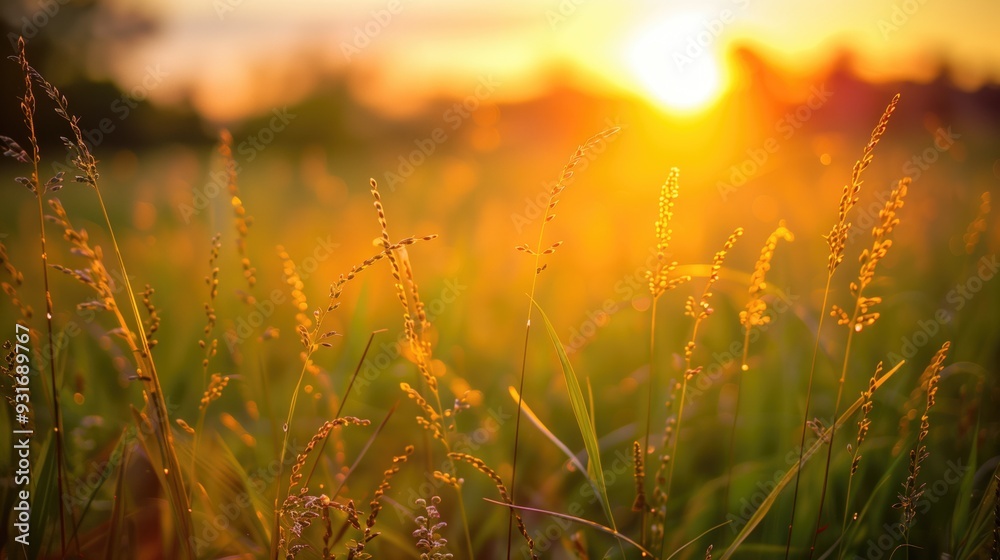 Free good morning scene wallpaper background photo