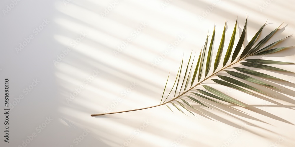 Fototapeta premium Palm Leaf Shadow