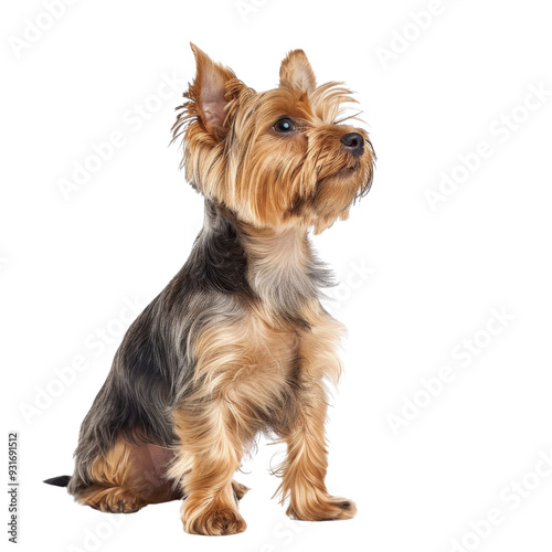 A small, brown and black Yorkshire Terrier sits looking up with its ears perked. The dog is isolated on a white background.