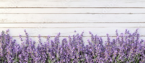 Lavender on white wooden pl...