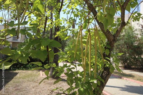 Catalpa bignonioides tree which is a short-lived species of Catalpa.  photo