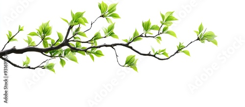 Tree branch with leaves set...