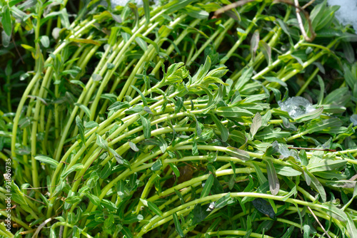 Cushion spurge  photo