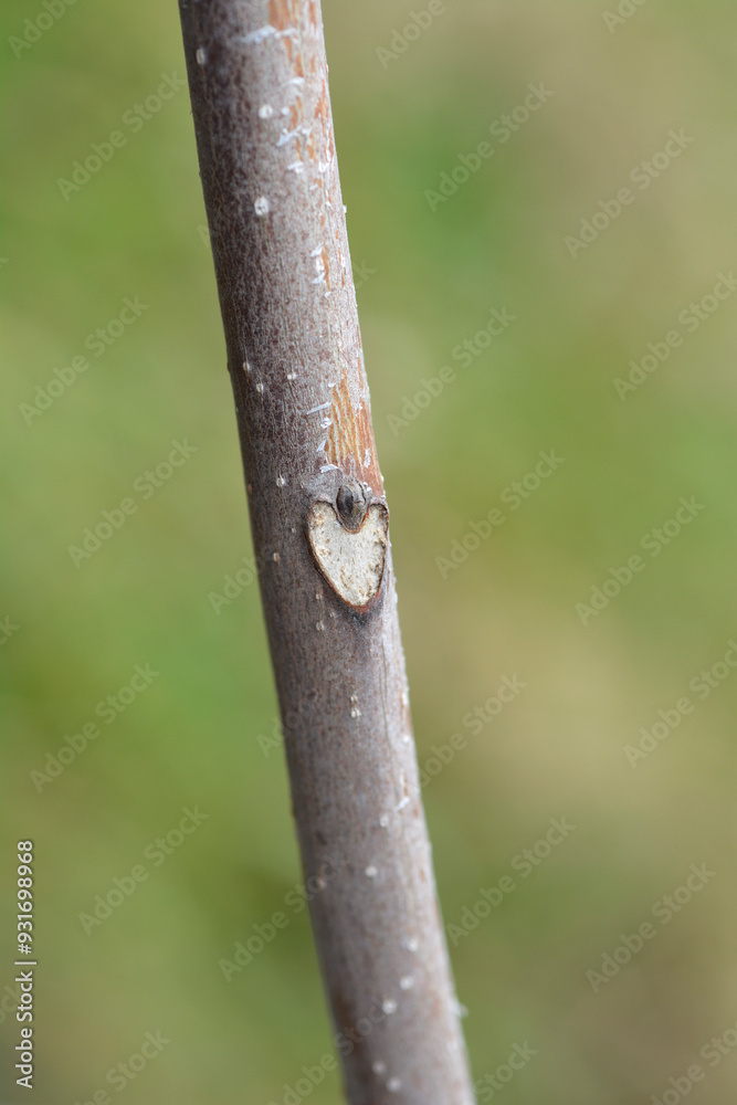 Tree of heaven branch with winter buds Tree of heaven branch with winter buds