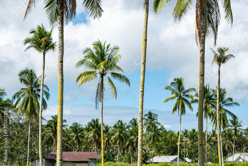 Wallpaper Mural The Coconut Farm in Seram Island, Maluku Province, Indonesia Torontodigital.ca