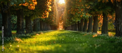 Green leafy trees aligned in rows within a park bathed in orange sunlight set against a natural backdrop. with copy space image. Place for adding text or design