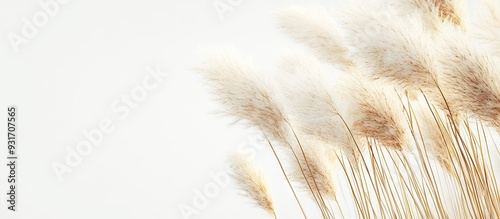 Japanese pampas grass in la...