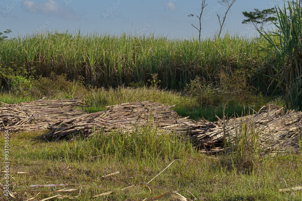 Pile of sugar cane trees in the field, Sugar cane is the basic ingredient for sugar Pile of sugar cane trees in the field, Sugar cane is the basic ingredient for sugar