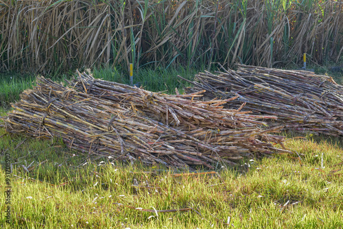 Wallpaper Mural Pile of sugar cane trees in the field, Sugar cane is the basic ingredient for sugar Torontodigital.ca