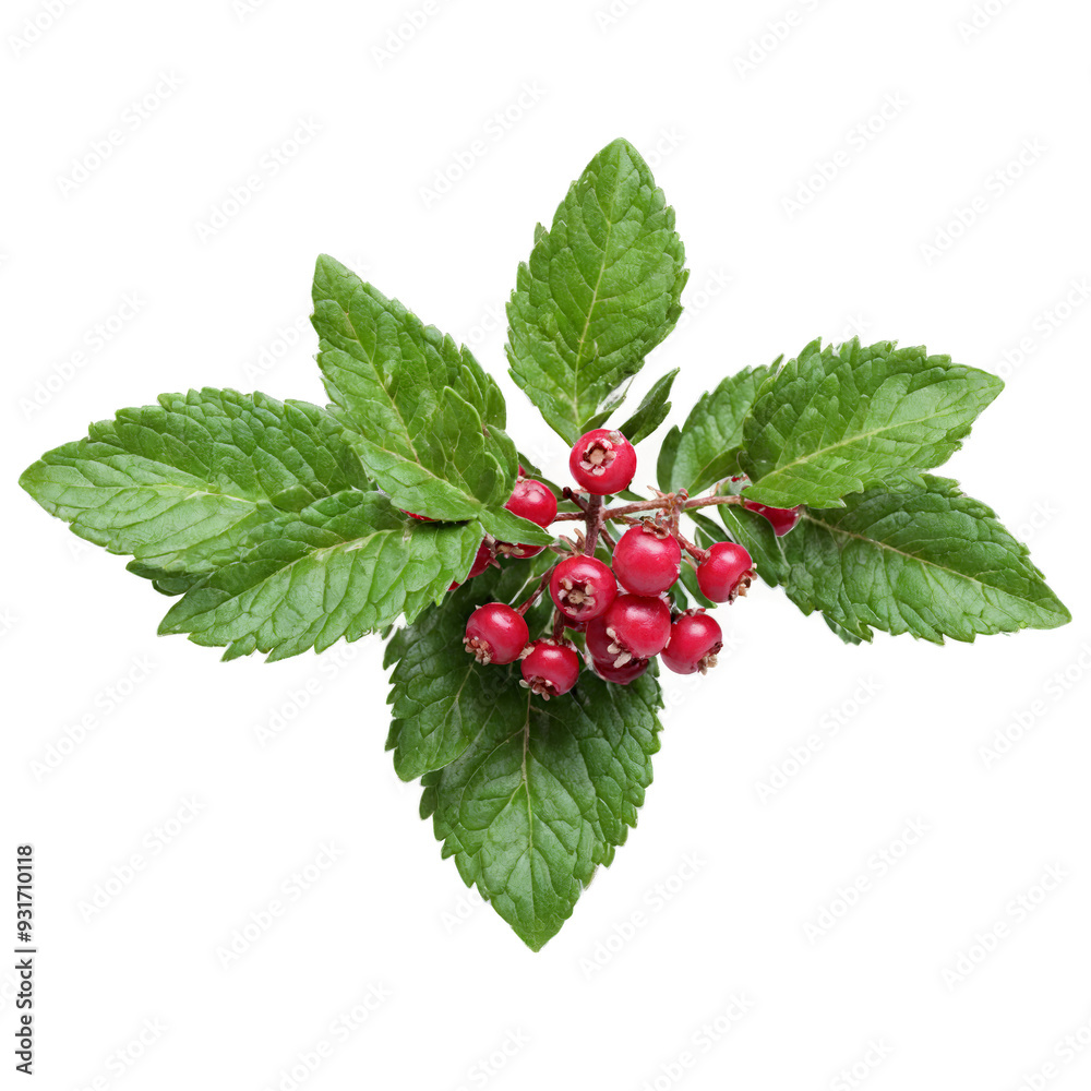 Lingonberry Bush low growing shrub with small leathery leaves and red berry like fruits Vaccinium