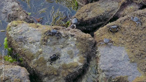 Marbeld Rock Crab ( marmoratus, pachygrapsus ) on Rocks, A Coruña, Spain photo