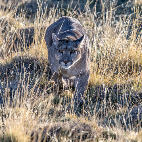 Puma on the miove in the Torres del Paine, Chile