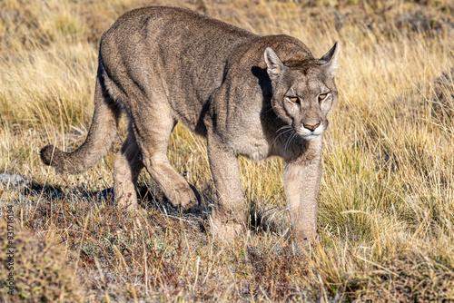 Puma on the miove in the Torres del Paine, Chile
