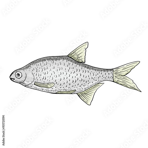 fish isolated on white background	