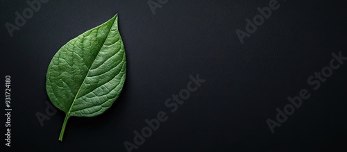 Green leaf against a black ...
