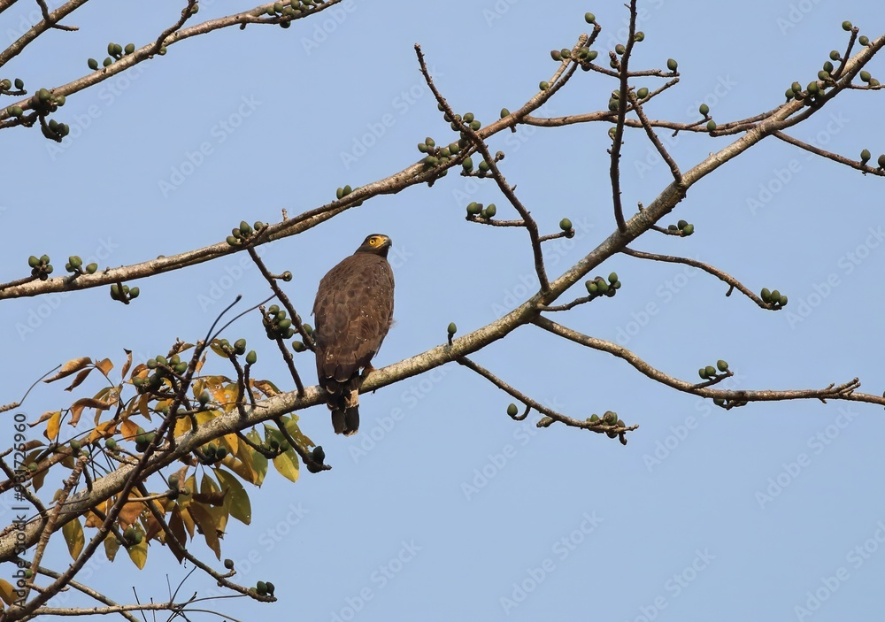 A Crested Serpent Eagle on a Tree.This Photo Was Taken From Bangladesh. A Crested Serpent Eagle on a Tree.This Photo Was Taken From Bangladesh.