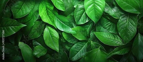 Green nature backdrop Fresh...