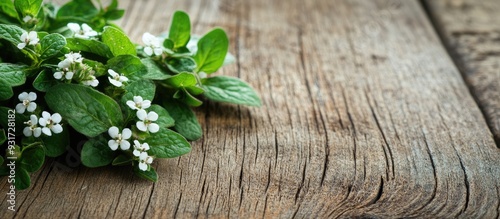fresh oregano blossoms leav...